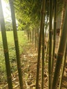 Landscape of a bamboo garden fence in the garden Royalty Free Stock Photo