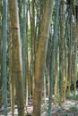 Landscape of bamboo tree in tropical forest