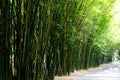Landscape of bamboo tree in tropical rainforest