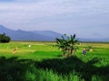 Landscape banana trees in the middle of rice field with Telomoyo mountain background Royalty Free Stock Photo