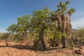 Landscape on the banks of the Kunene River, the border river between Namibia and Angola Royalty Free Stock Photo