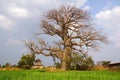 Landscape with Baobab. Mandu, India