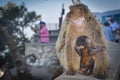 Landscape and Barbary macaques in Gibraltar, Royalty Free Stock Photo