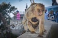 Landscape and Barbary macaques in Gibraltar, Royalty Free Stock Photo