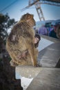 Landscape and Barbary macaques in Gibraltar, Royalty Free Stock Photo