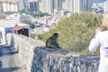 Landscape and Barbary macaques in Gibraltar, Royalty Free Stock Photo