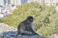 Landscape and Barbary macaques in Gibraltar, Royalty Free Stock Photo
