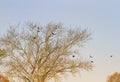 Landscape with a bare tree in early spring and the birds are rooks Royalty Free Stock Photo