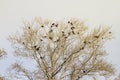 Landscape with a bare tree in early spring and the birds are rooks Royalty Free Stock Photo