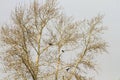 Landscape with a bare tree in early spring and the birds are rooks Royalty Free Stock Photo