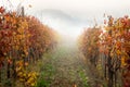 Landscape of Barolo wine region