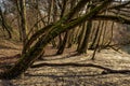 Deciduous forest in winter on the banks of the river Arve, Geneva.