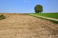 Landscape in Bavaria with arable land on which a deciduous tree stands against a blue sky Royalty Free Stock Photo