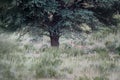 Landscape with beautiful African Leopard, Panthera pardus, walking in early morning Kalahari. Leopardess in typical Kgalagadi