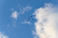 Landscape of beautiful bird flying on the sky withe clouds and blue sky background Royalty Free Stock Photo