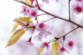 Landscape of beautiful cherry blossom, pink Sakura flower branch against background of blue sky at Japan and Korea during spring Royalty Free Stock Photo