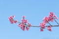 Landscape of beautiful cherry blossom, pink Sakura flower branch against background of blue sky at Japan and Korea during spring Royalty Free Stock Photo