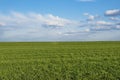 Landscape of beautiful corn field and blue sky with some clouds in grandangle view Royalty Free Stock Photo