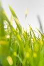 Landscape of beautiful corn field and blue sky with some clouds in grandangle view Royalty Free Stock Photo