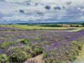 Landscape of a beautiful English Lavender Farm with lovely summer cloudy sky