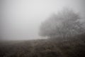 Landscape with beautiful fog in forest on hill or Trail through a mysterious winter forest with autumn leaves on the ground. Road Royalty Free Stock Photo