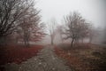 Landscape with beautiful fog in forest on hill or Trail through a mysterious winter forest with autumn leaves on the ground. Road Royalty Free Stock Photo