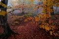 Landscape with beautiful fog in forest on hill or Trail through a mysterious winter forest with autumn leaves on the ground. Road Royalty Free Stock Photo