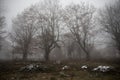 Landscape with beautiful fog in forest on hill or Trail through a mysterious winter forest with autumn leaves on the ground. Road Royalty Free Stock Photo