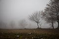 Landscape with beautiful fog in forest on hill or Trail through a mysterious winter forest with autumn leaves on the ground. Road Royalty Free Stock Photo