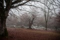 Landscape with beautiful fog in forest on hill or Trail through a mysterious winter forest with autumn leaves on the ground. Road Royalty Free Stock Photo