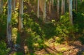 Landscape of a beautiful forest with bright sunlight in the morning. Many tall trees with trunks of pine in the woods at