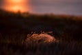Beautiful landscape with sunset over saline lake Baskunchak and feather grass Royalty Free Stock Photo