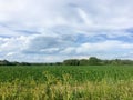 Landscape with a beautiful green field and a bright blue sky with fluffy clouds. Royalty Free Stock Photo