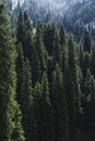 landscape with a beautiful green fir spruce forests in summer Tien Shan mountains in Kazakhstan