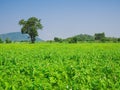 Landscape of beautiful growth green natural sesame field.