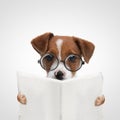 Beautiful jack russell terrier dog reading the newspaper