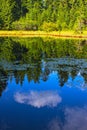 Landscape of beautiful lake and softwood forest