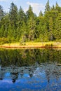 Landscape of beautiful lake and softwood forest