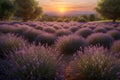 A landscape of a beautiful lavender garden at sunset