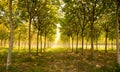 Landscape - beautiful long Perspective rubber trees forest Royalty Free Stock Photo