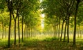 Landscape - beautiful long Perspective rubber trees forest Royalty Free Stock Photo
