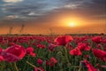 landscape with beautiful paranoramic of a sunset over a field of poppies. Royalty Free Stock Photo