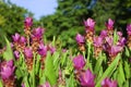 Landscape beautiful pink flowers of Siam Tulip or Krachiew flowers green leaf