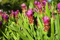 Landscape beautiful pink flowers of Siam Tulip