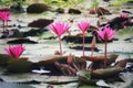 Landscape Beautiful Pink Lotus Pond Morning Image For Nature Background Copy Space. Royalty Free Stock Photo