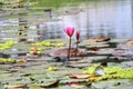 Landscape Beautiful Pink Lotus Pond Morning Image For Nature Background Copy Space. Royalty Free Stock Photo
