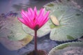 Landscape Beautiful Pink Lotus Pond Morning Image For Nature Background Copy Space. Royalty Free Stock Photo