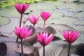 Landscape Beautiful Pink Lotus Pond Morning Image For Nature Background Copy Space. Royalty Free Stock Photo