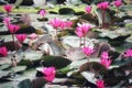 Landscape Beautiful Pink Lotus Pond Morning Image For Nature Background Copy Space. Royalty Free Stock Photo