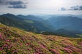 Landscape with beautiful pink rhododendron flowers. Sky with clouds. High mountains in haze. Place of resort for Tourists. Royalty Free Stock Photo